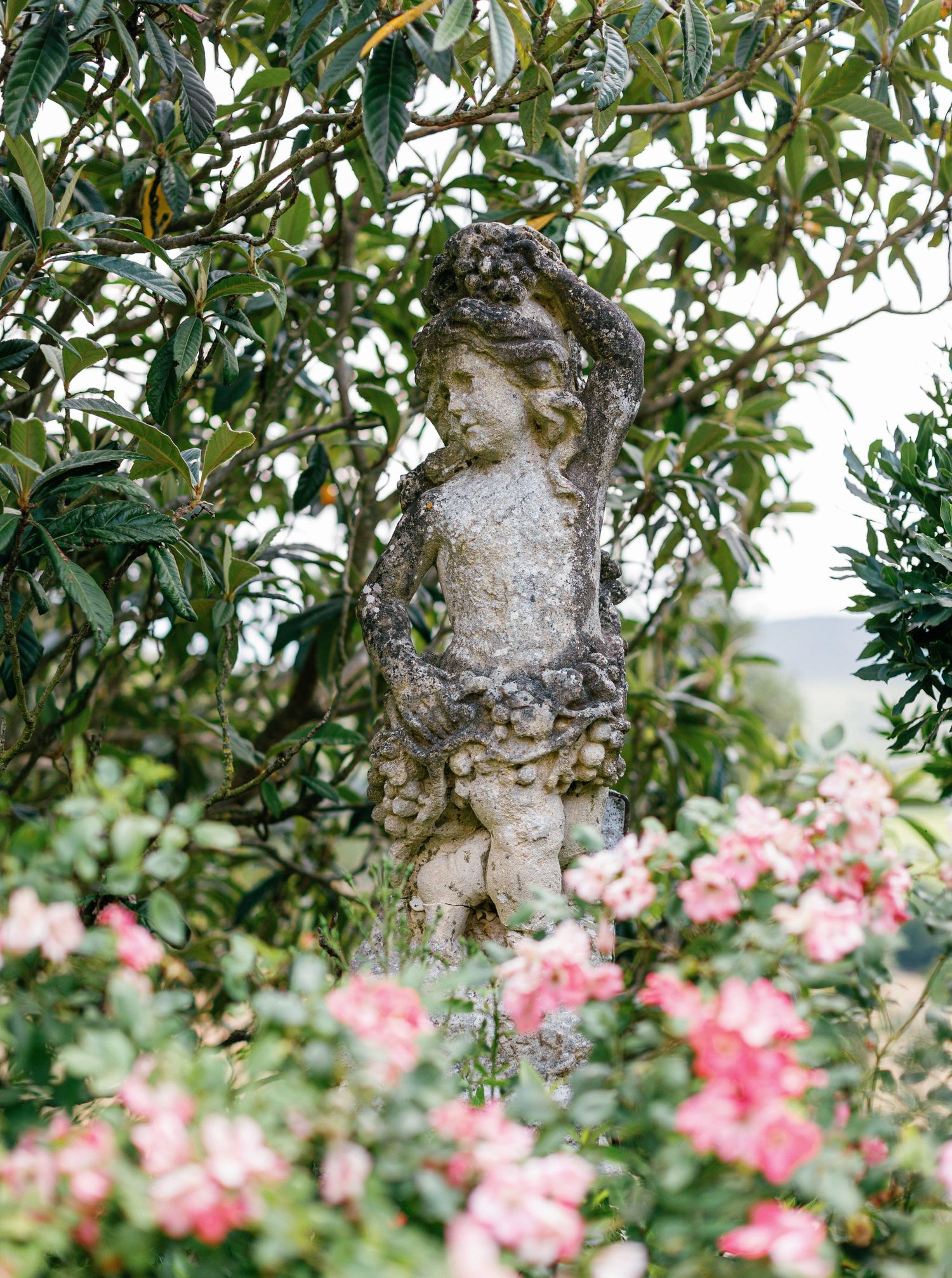 Olive tree branches with twisted gnarled bark and leaves frame pink rose bushes blooming in a garden below.