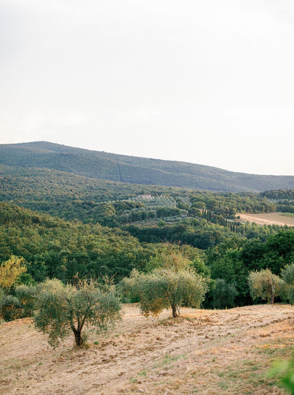 Rolling hills covered with olive trees and Tuscan vegetation stretching into the distant mountains under a soft sky.