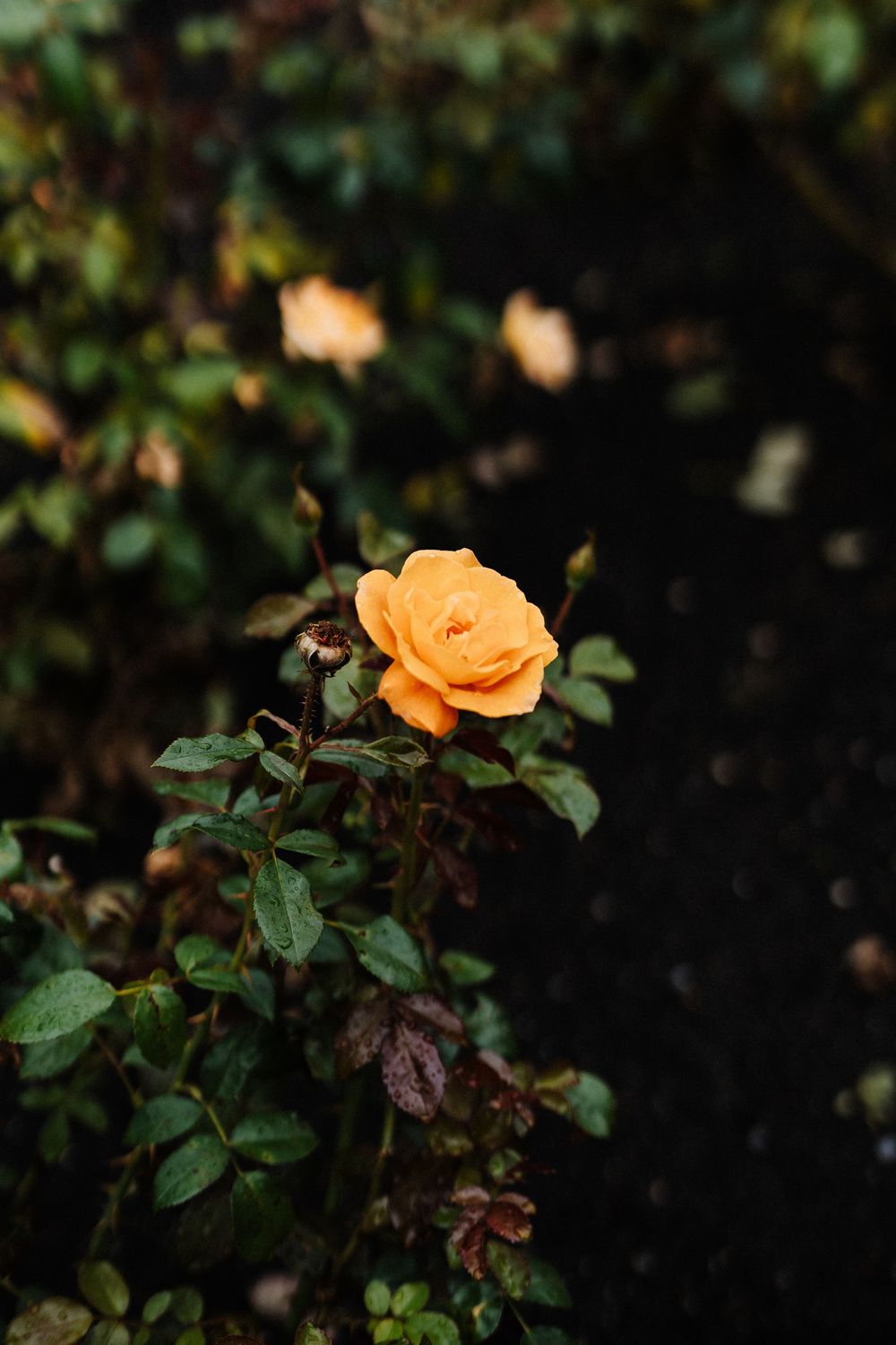 A single peach-colored rose blossom stands out against dark foliage in dramatic lighting.