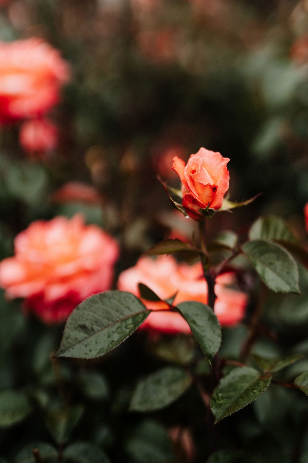 Coral-colored roses bloom against dark green leaves in a moody garden setting.