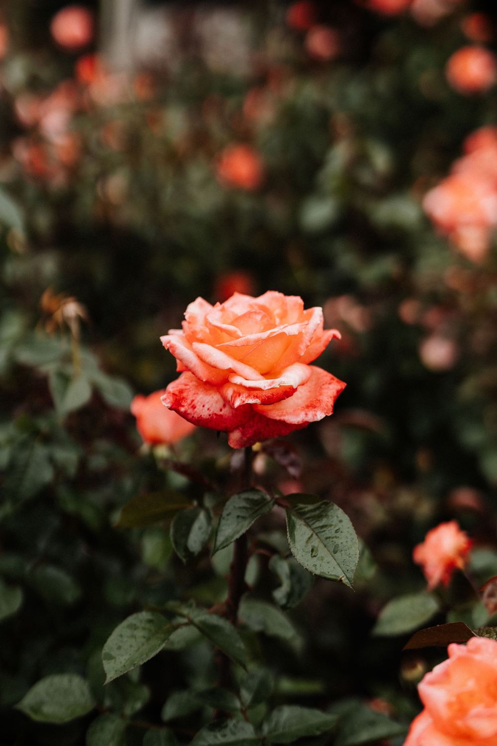 Beautiful coral-colored roses bloom in a garden with dark green foliage against a blurred background.