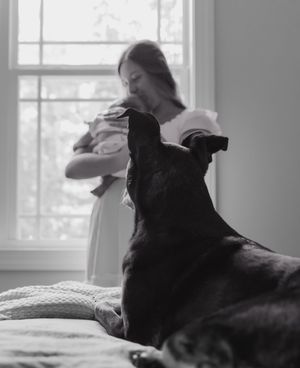 A black dog relaxes near a bright window in a series of peaceful shots.