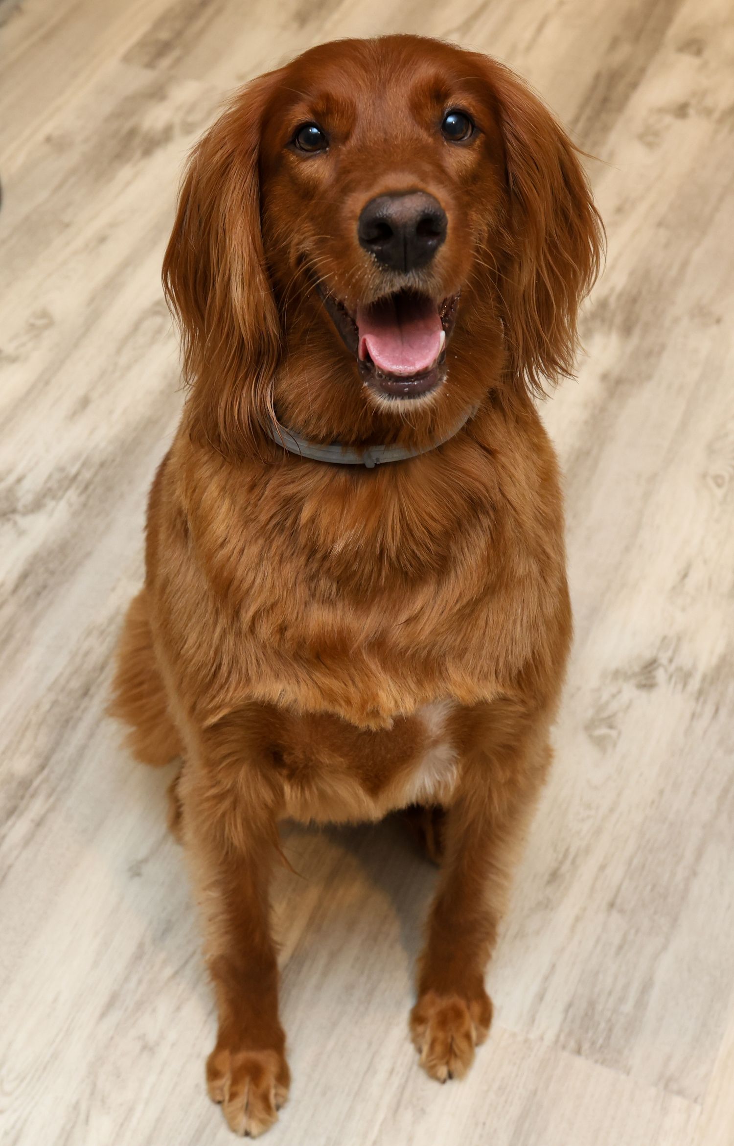 Happy Irish Setter dog with reddish-brown fur sitting on light wood flooring with mouth open and tail wagging.