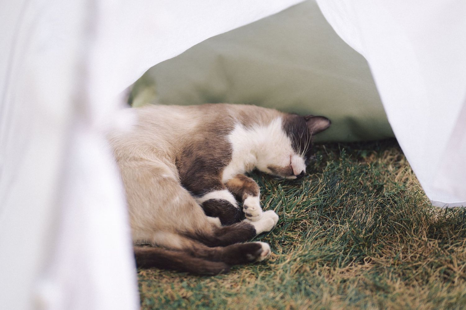 A brown and white Siamese cat lounges sleepily among green grass and nature.