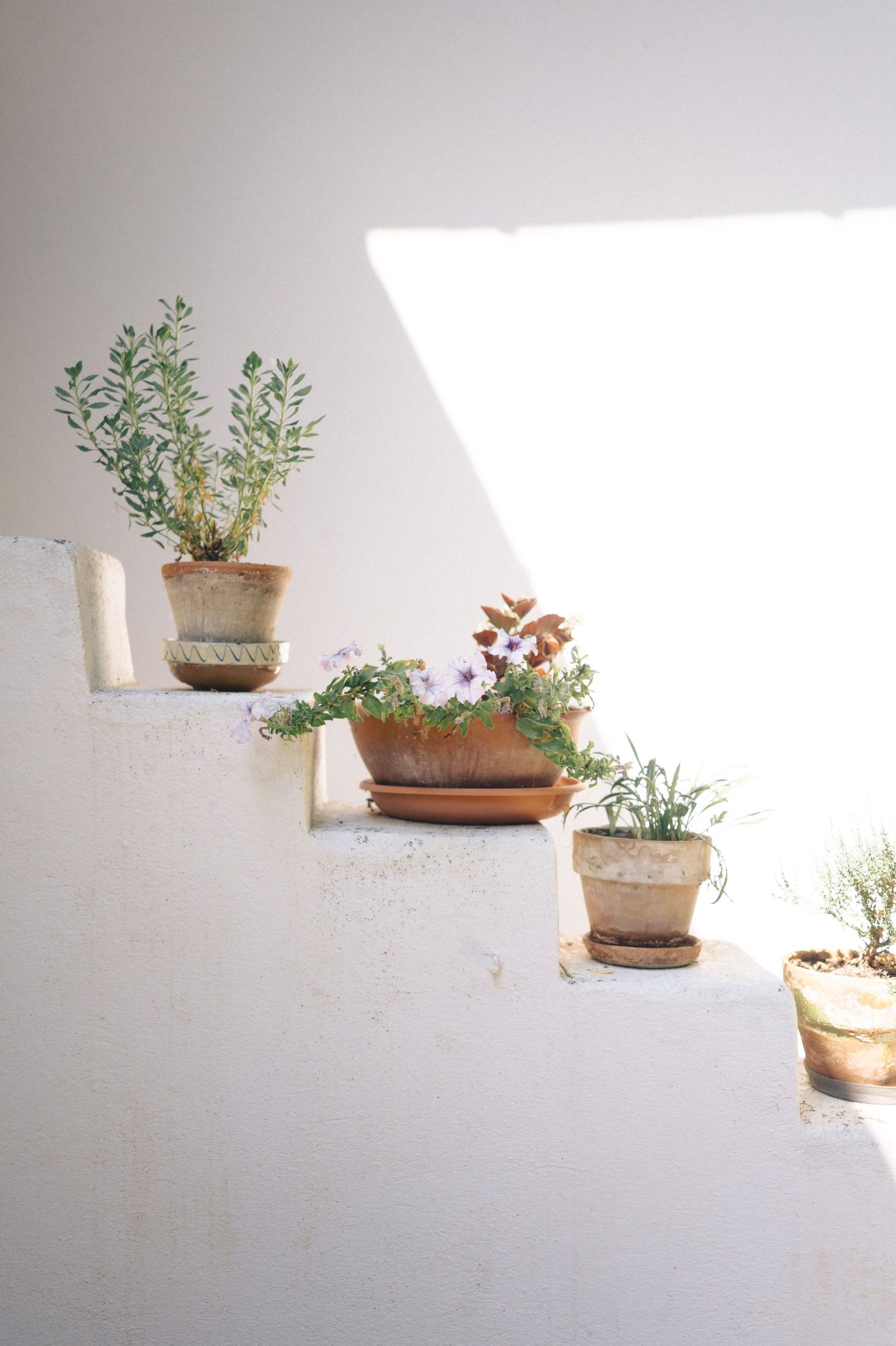 Terracotta pots with potted plants arranged in ascending order on a white wall with dramatic natural lighting.