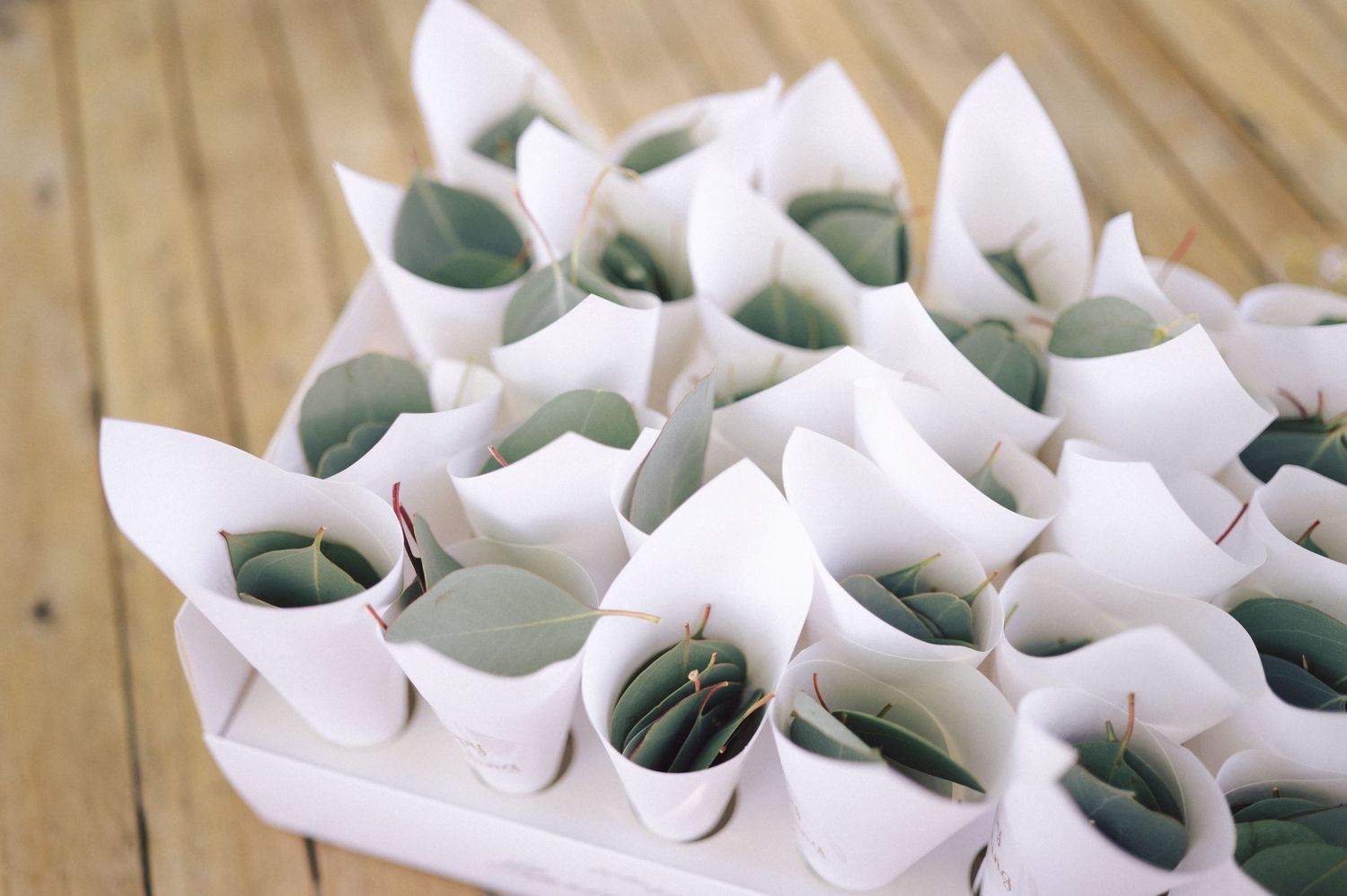 Small seedlings growing in individual paper pots arranged in neat rows on a wooden surface.