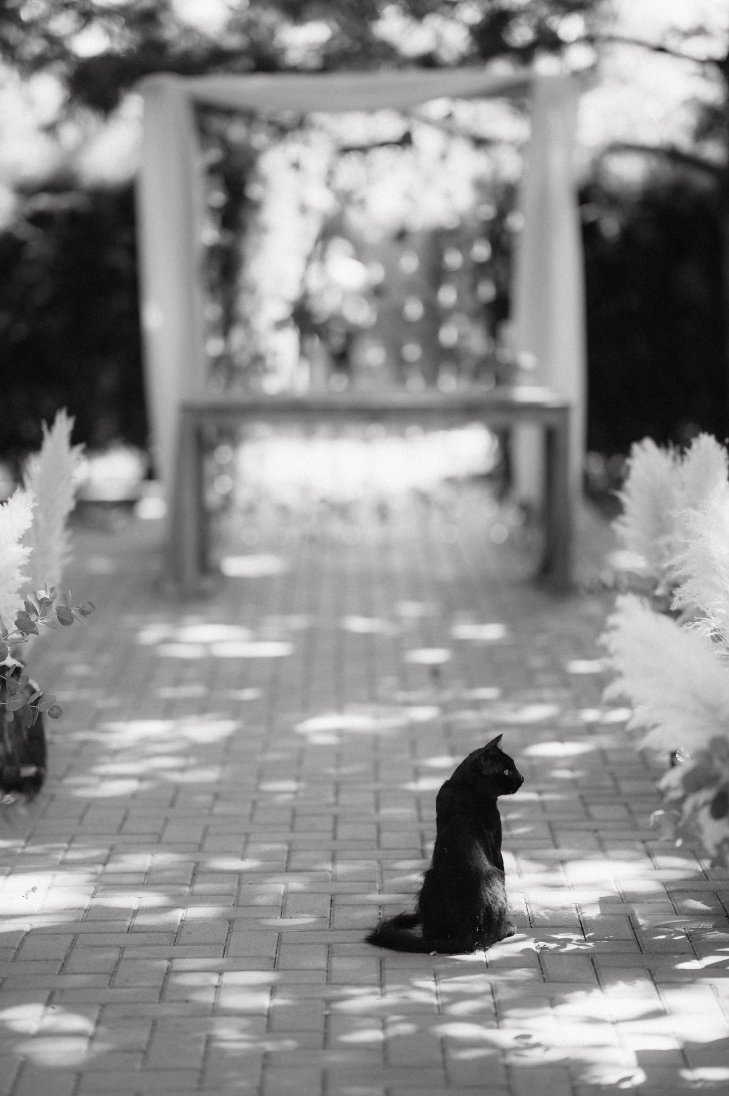 Sequence of black cat silhouettes sitting on patterned pavement in dappled sunlight under a pergola.