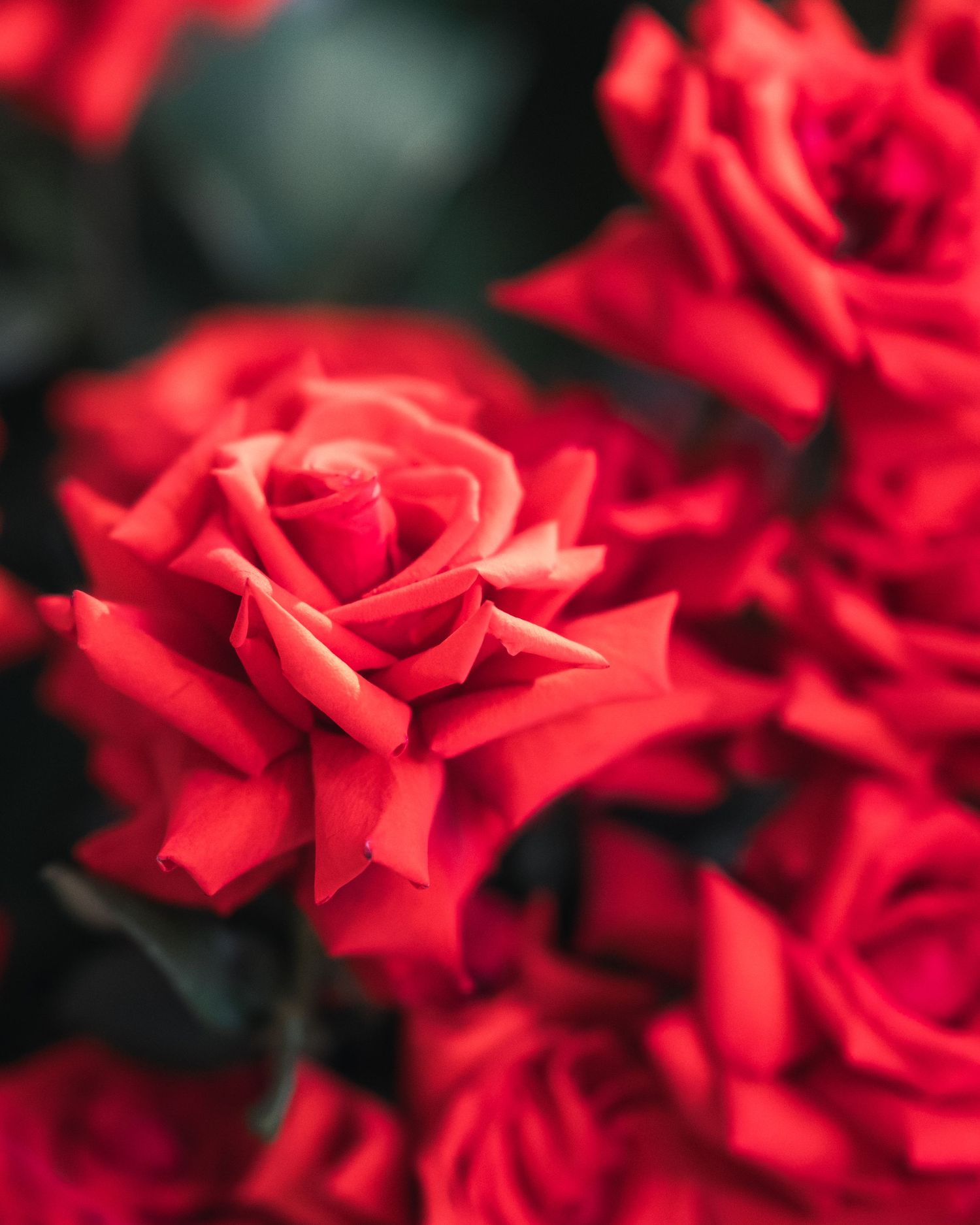 Vibrant red roses in full bloom captured in macro detail.
