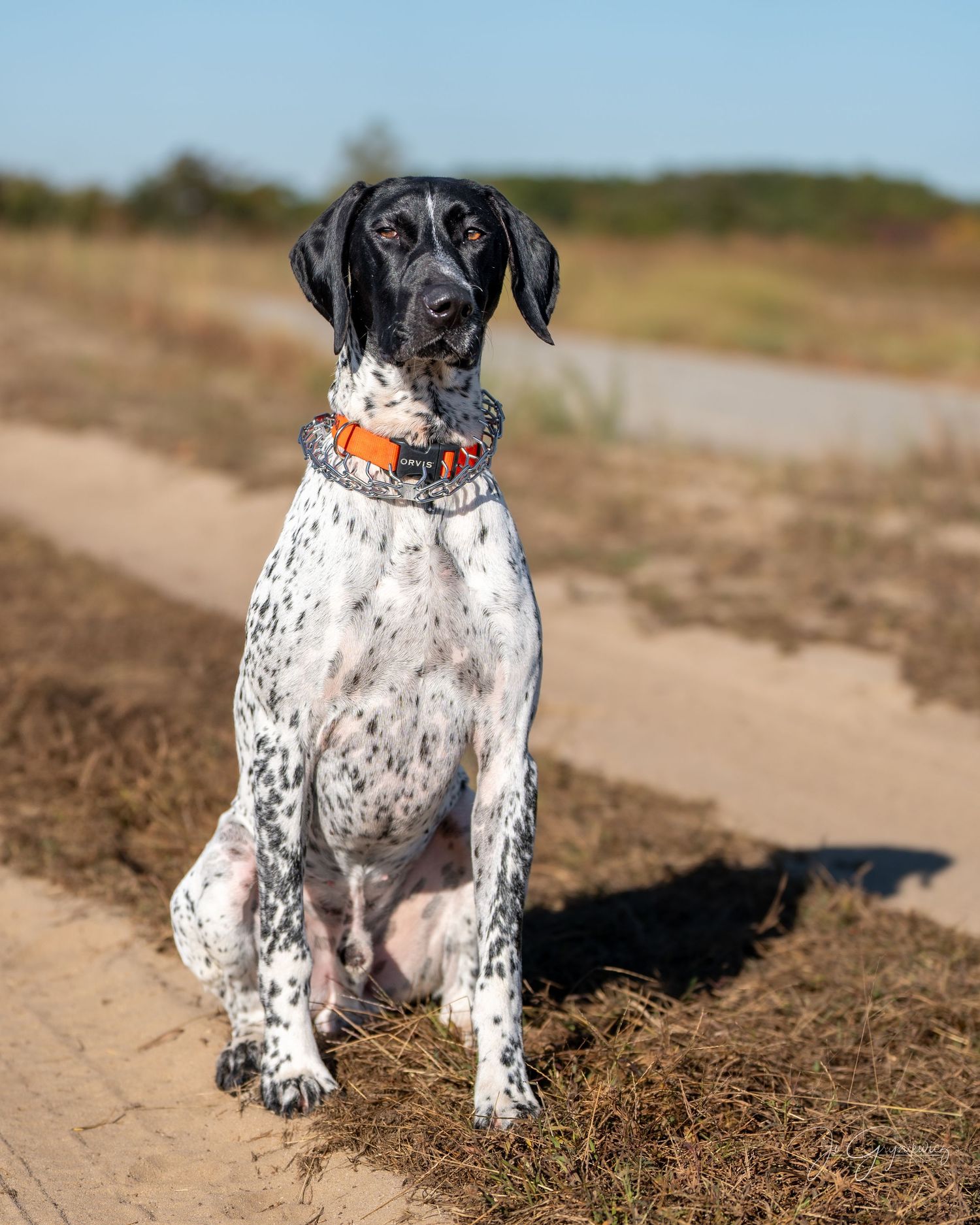 Dog portrait