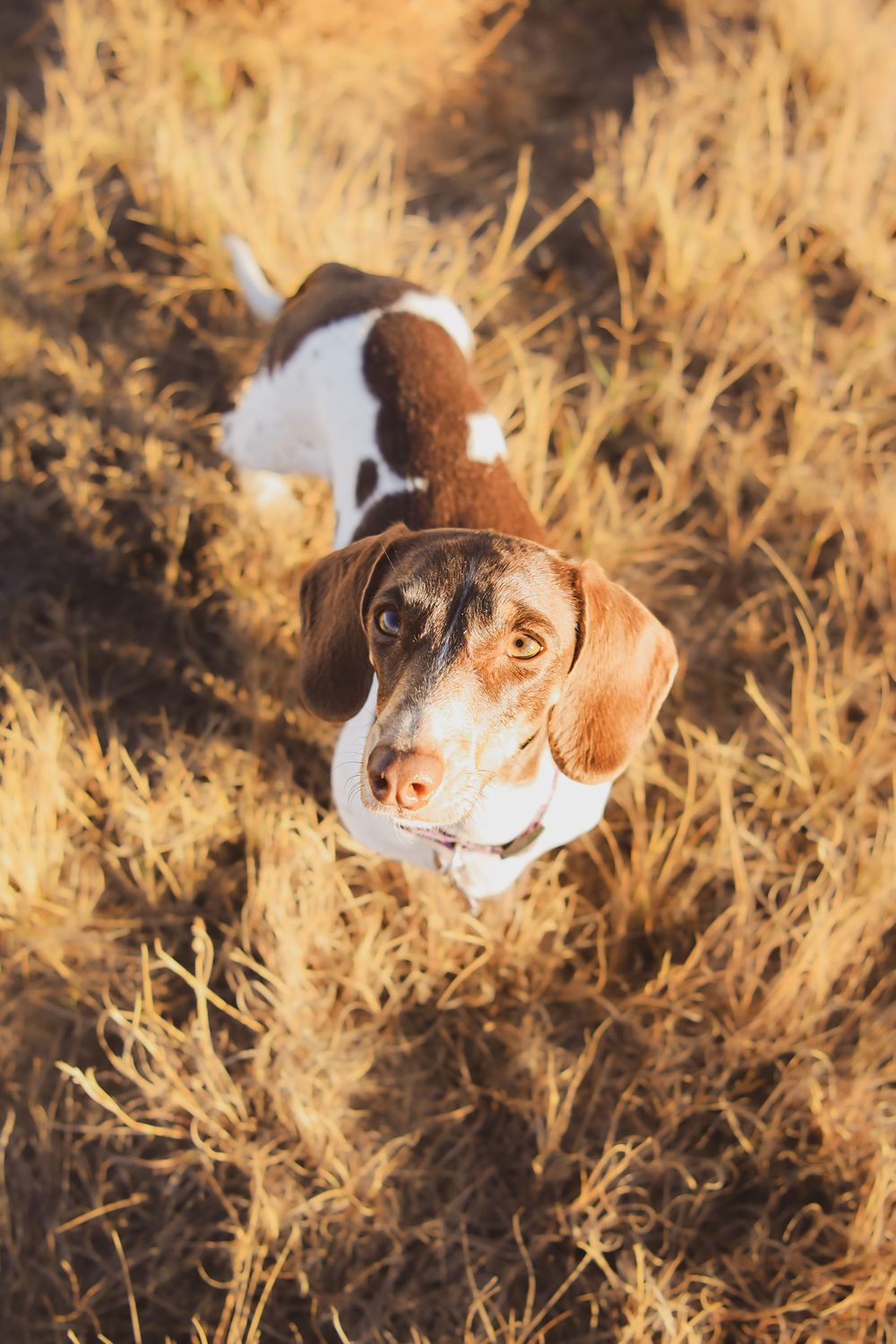 Brown and white spotted dog looking up while sitting in tall golden grass.