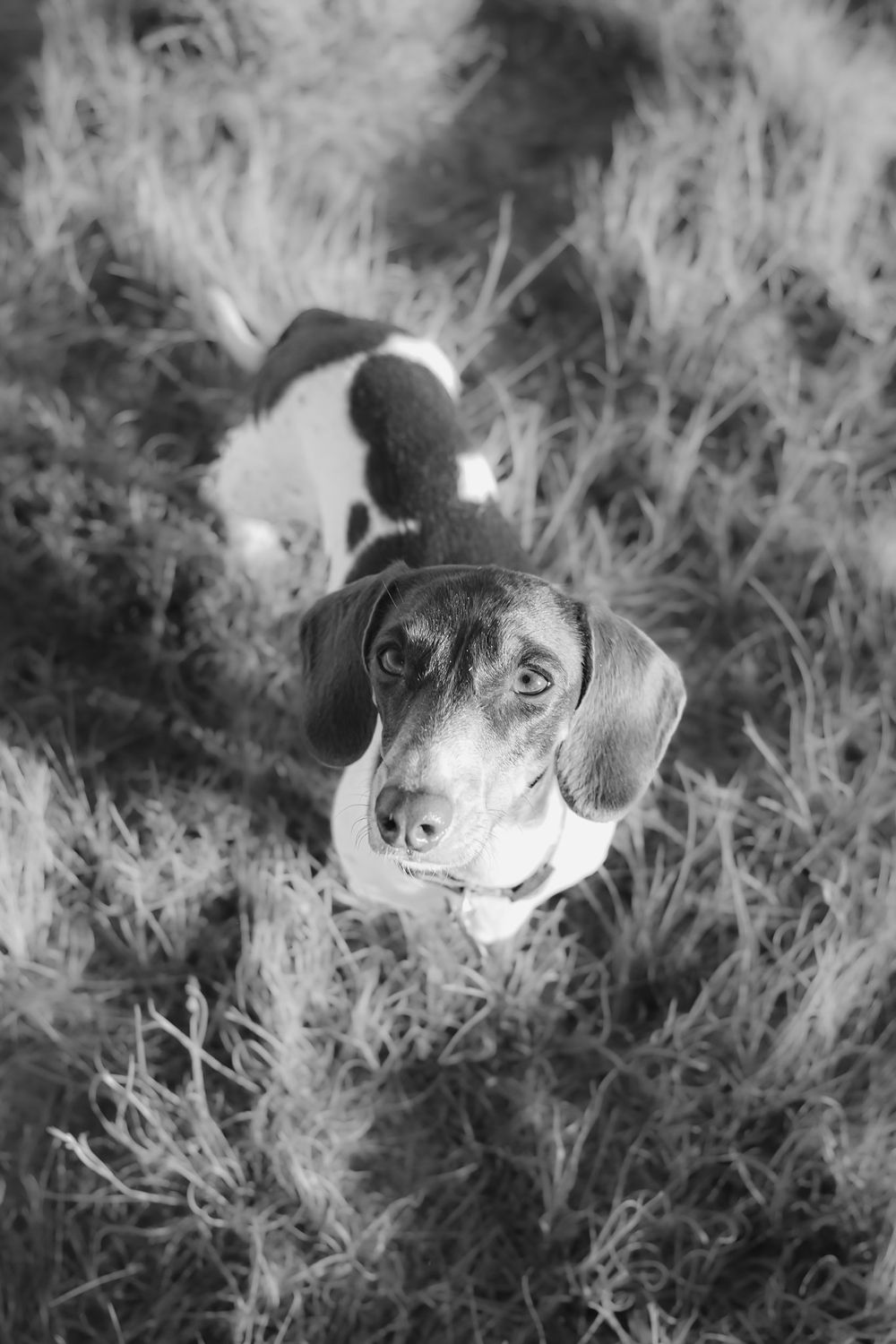 Black and white portrait of a hound dog looking up at camera through grass.