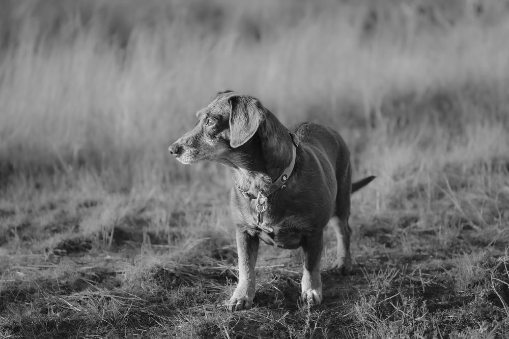 Spotted hunting dog standing alert in misty field, captured in monochrome.