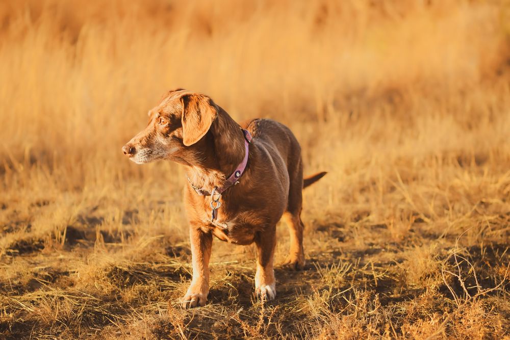 Dogs playing and chasing each other across a sun-drenched autumn meadow.