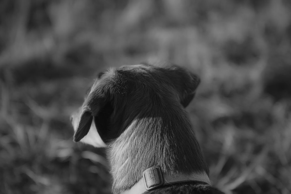 Close-up rear view of a dog's head and ears in black and white.