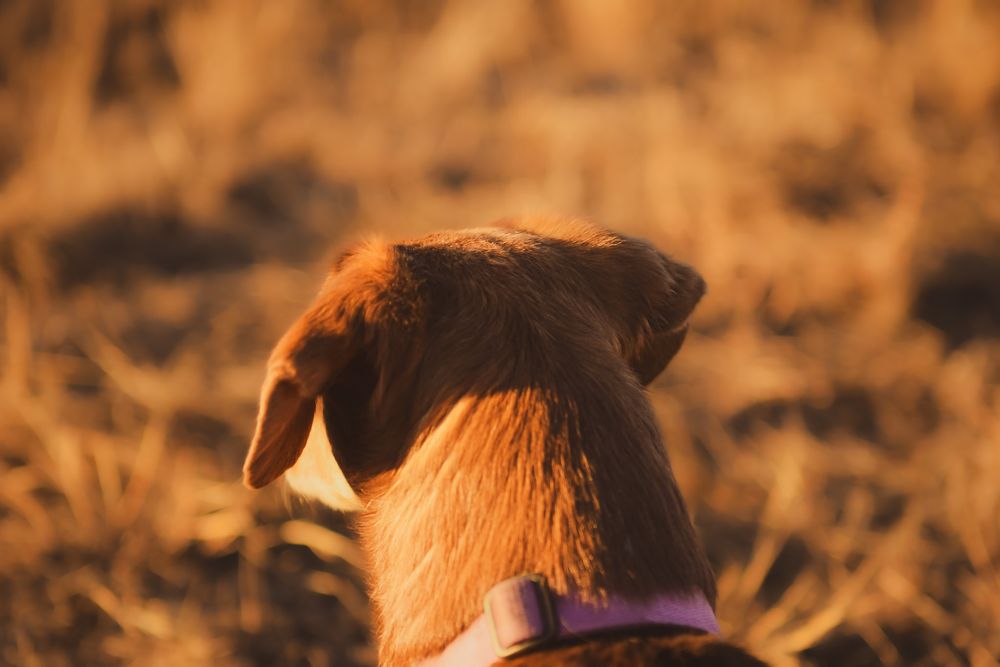 Back view of dog's head silhouetted against warm sunset lighting.