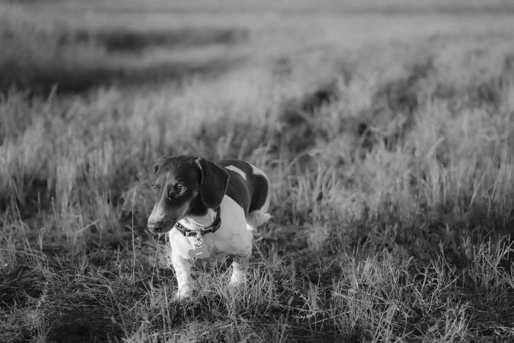 Black and white photo of a spotted dog walking through tall grass.