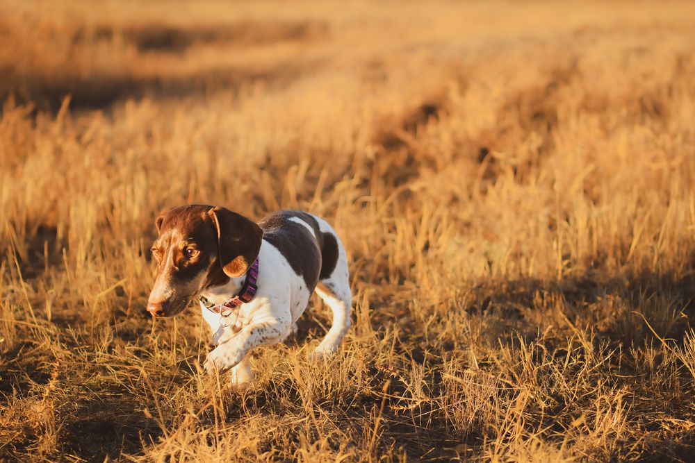 Group of playful dogs running and playing together in a golden sunlit field at sunset.