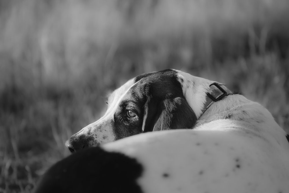 Black and white photograph of dogs socializing in a grassy field.