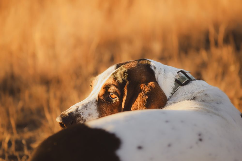 Pack of energetic dogs romping through tall golden grass during sunset.