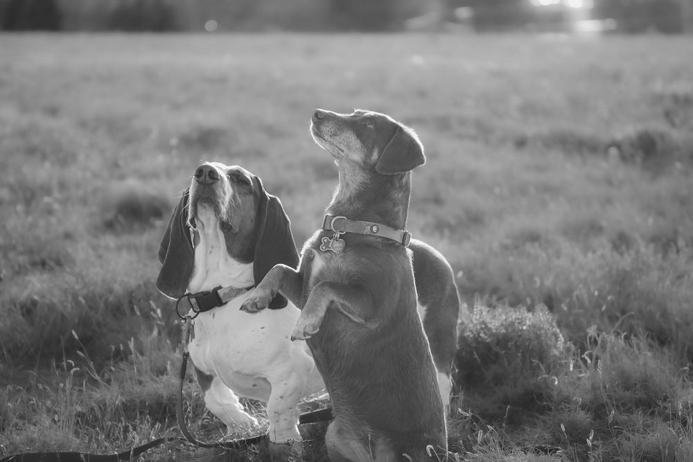Monochrome image of dogs engaged in playful interaction on a grassy hillside.