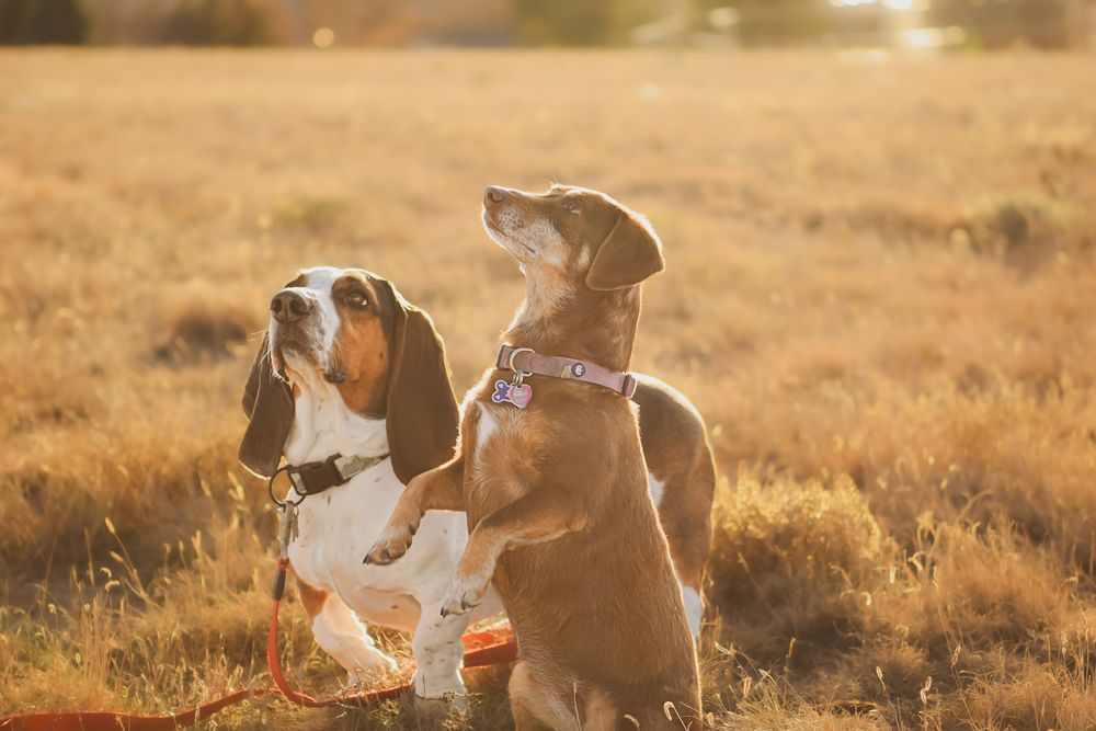 Dogs frolicking and playing chase games in warm evening light on dry grassland.