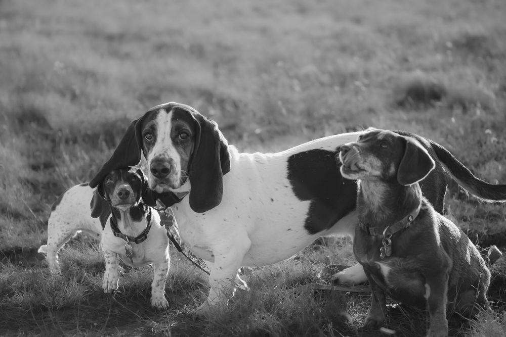 Black and white shot of dogs running and playing together in an open field.