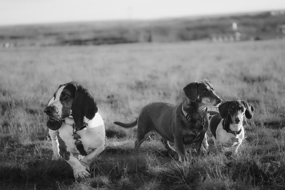 Wide angle view of dogs playing and running across a misty field.