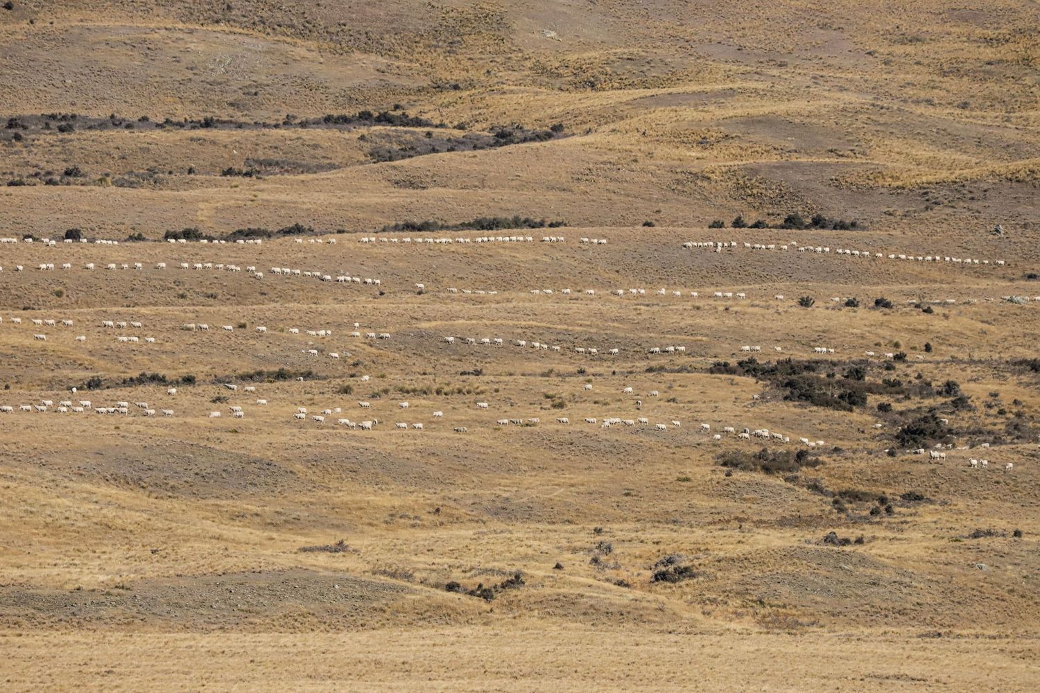 string-of-ewes-landscape-image-lake-camp-canterbury-new-zealand-whisky-creek.jpg