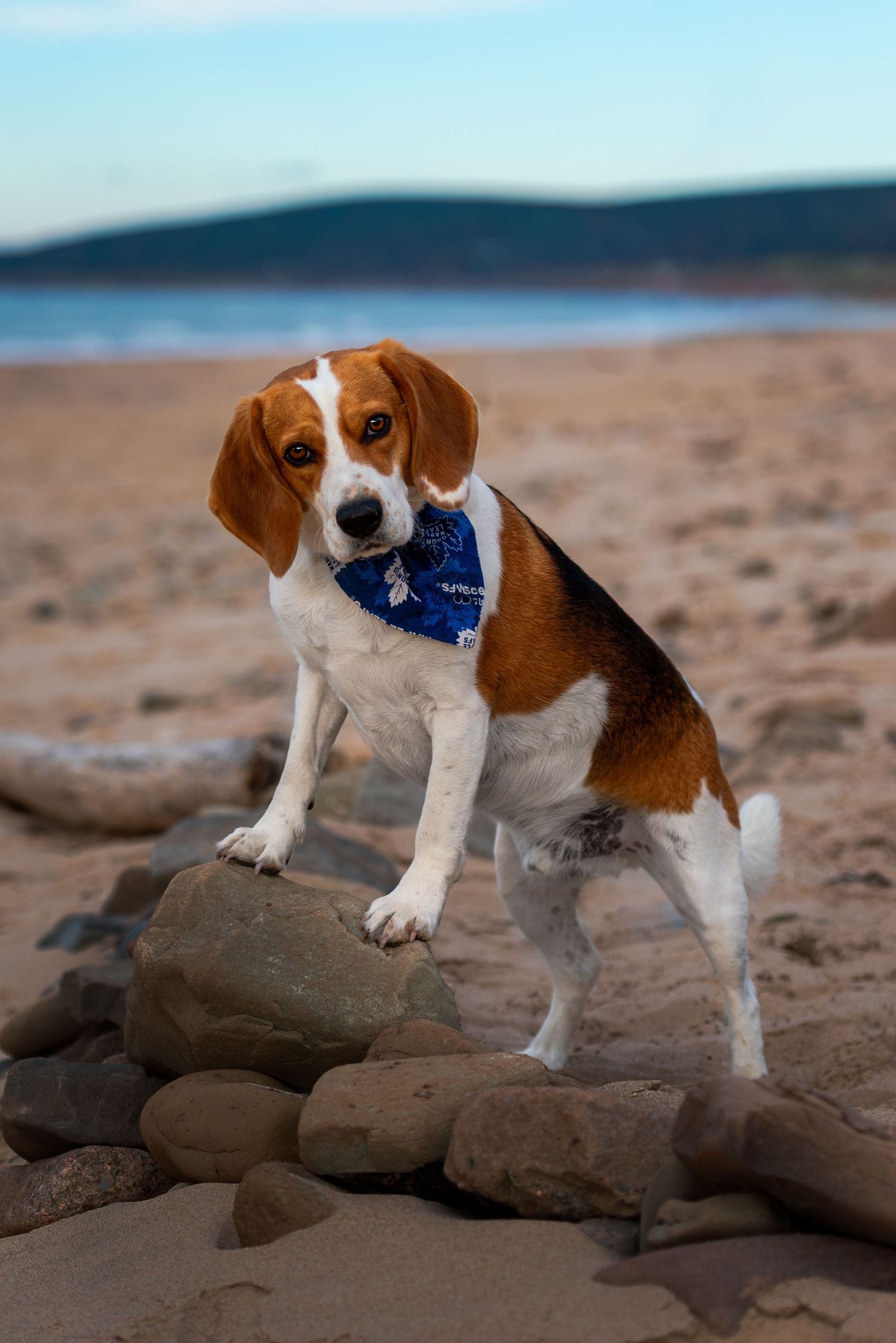 Beach dog portrait