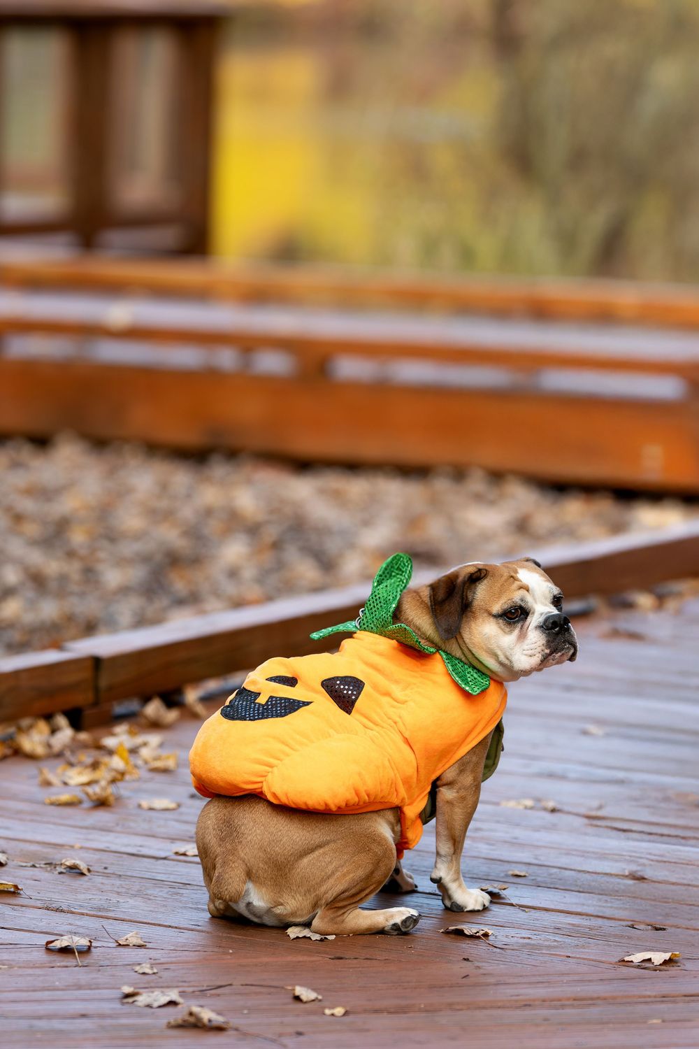 English Bulldog wearing an orange jack-o-lantern Halloween pumpkin costume sitting on a wooden deck in an autumn park.