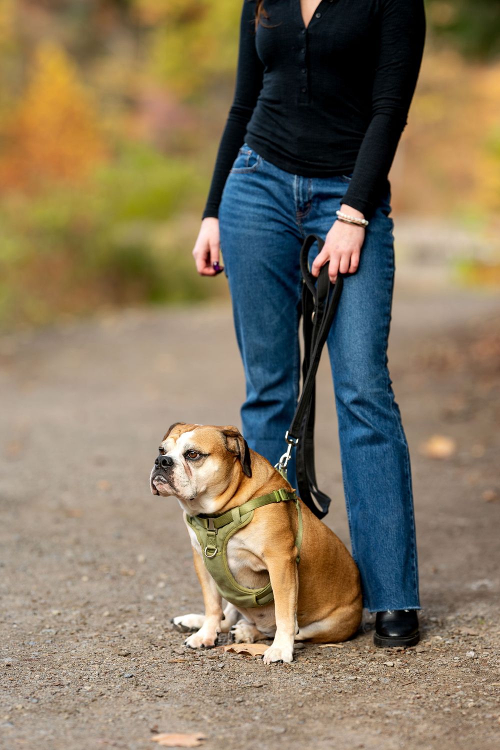 English Bulldog in green harness sitting on a gravel path beside a woman in jeans holding a black leash in autumn park.