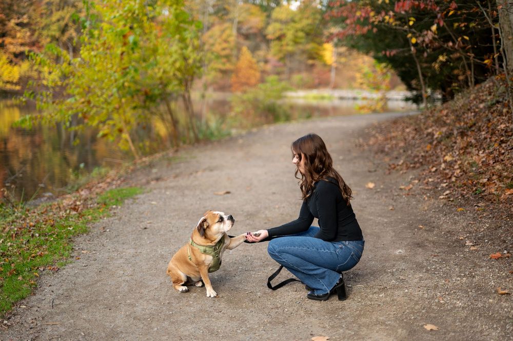 Woman crouching down to shake paws with her English Bulldog on a scenic autumn park trail lined with colorful foliage.
