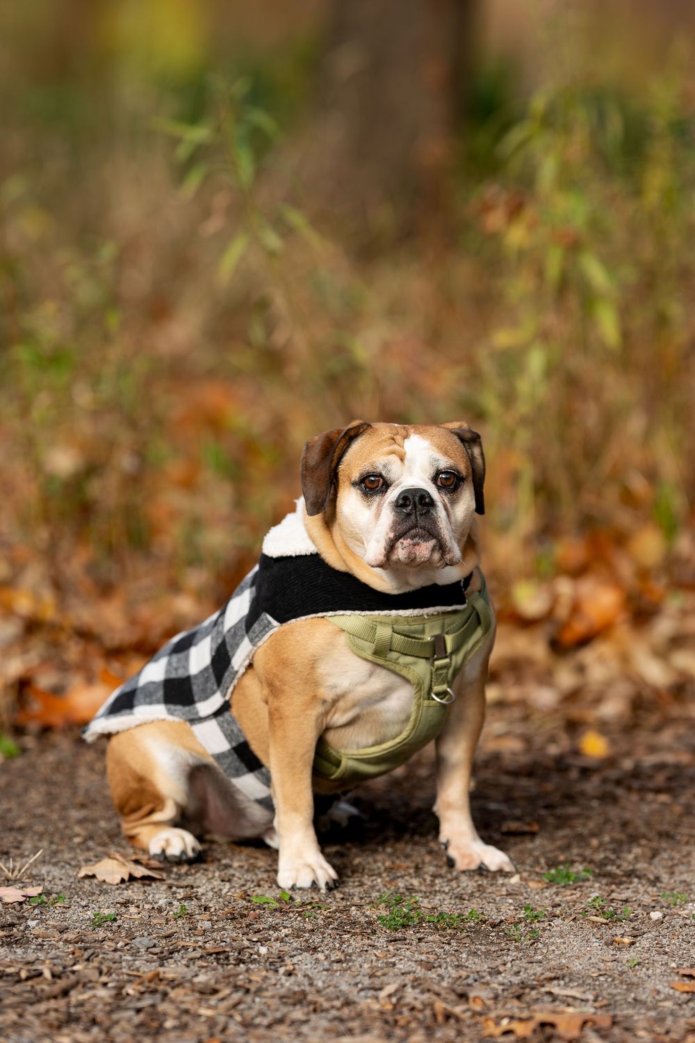 English Bulldog wearing a plaid and green jacket sitting on a leaf-covered ground in an autumn park.