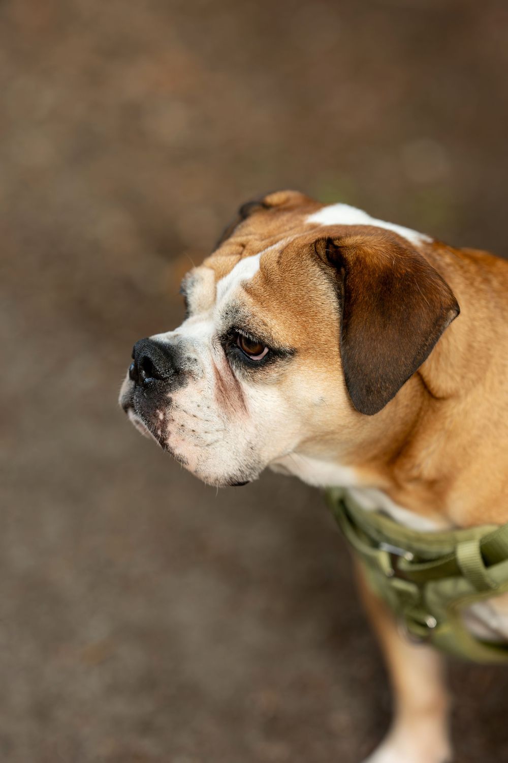 Close-up portrait of a brown and white Boxer dog wearing a green harness outdoors.