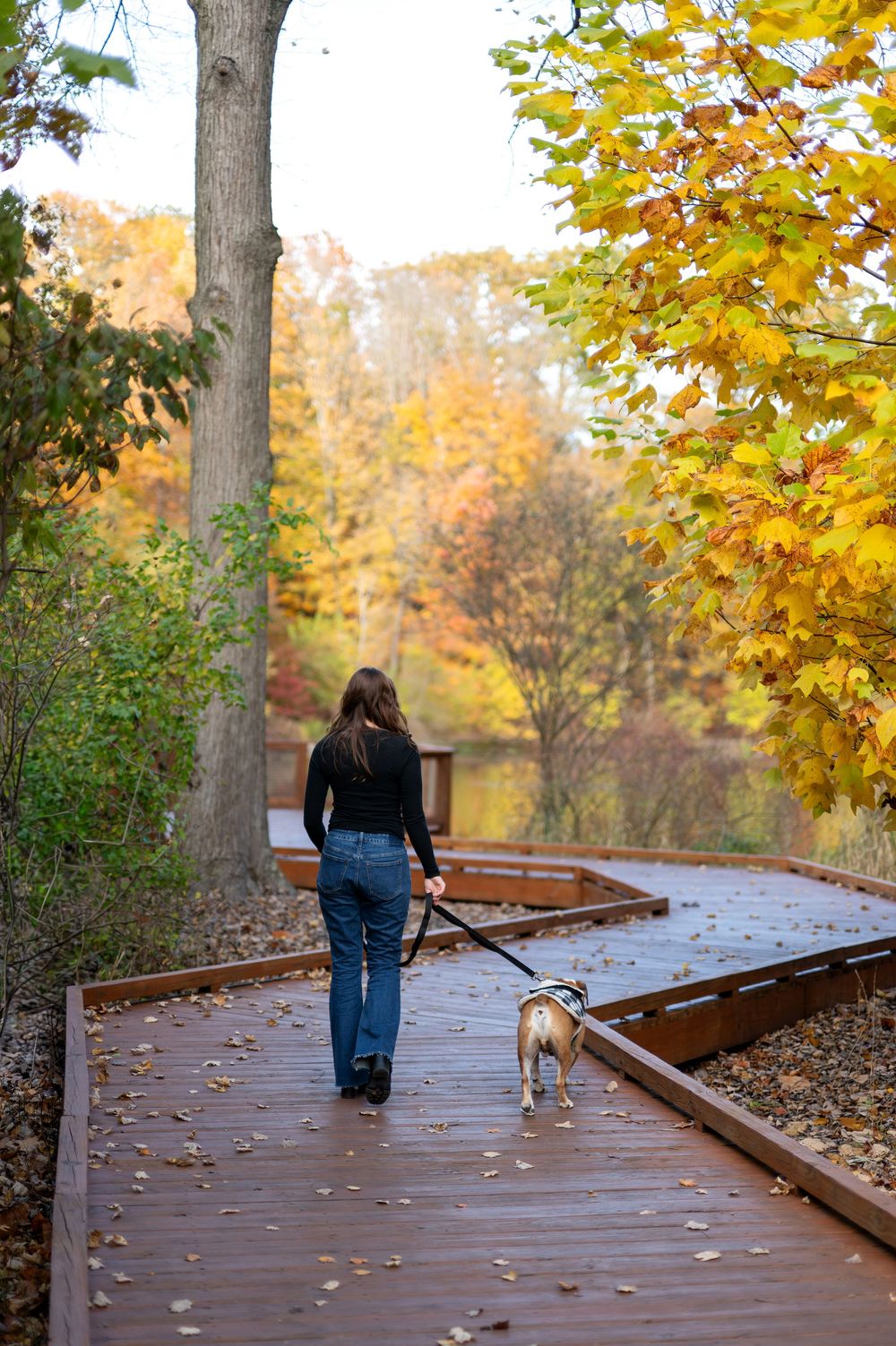 Woman walking her dog on a wooden boardwalk path surrounded by vibrant yellow autumn foliage.