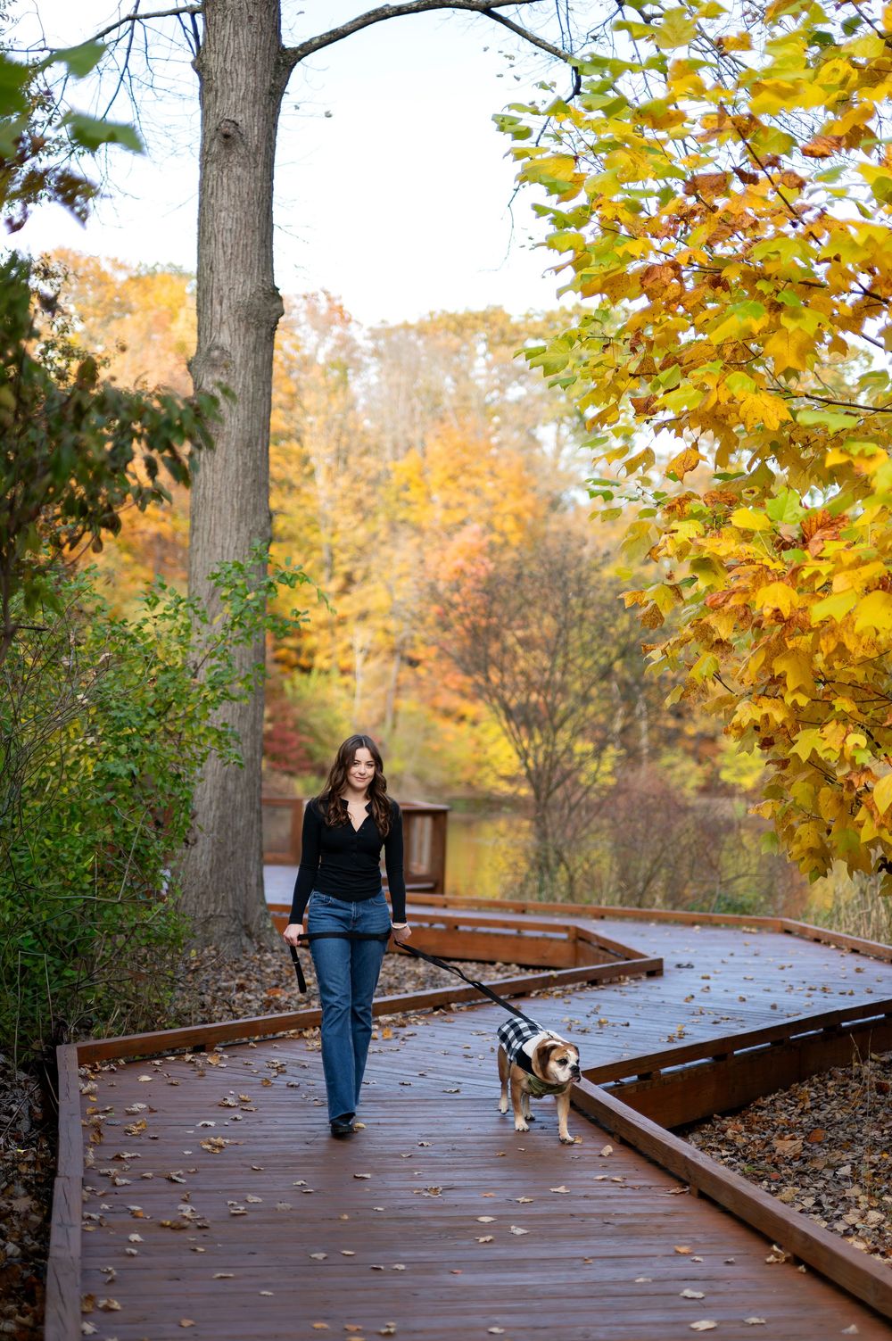 Woman walking her English Bulldog on a scenic wooden boardwalk surrounded by colorful fall foliage.