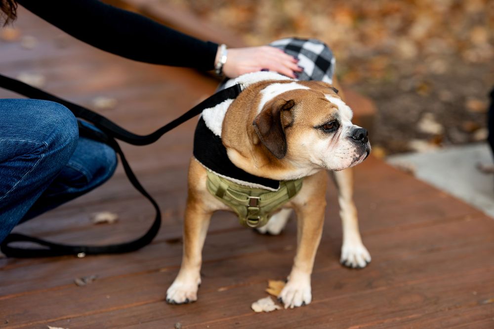 Close-up of an English Bulldog wearing a green harness and plaid jacket on a wooden deck in autumn.