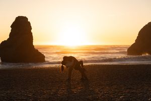 Dramatic sunset silhouettes at Ruby Beach in the PNW, captured by Savvy Photography - Seattle Wedding Photographer