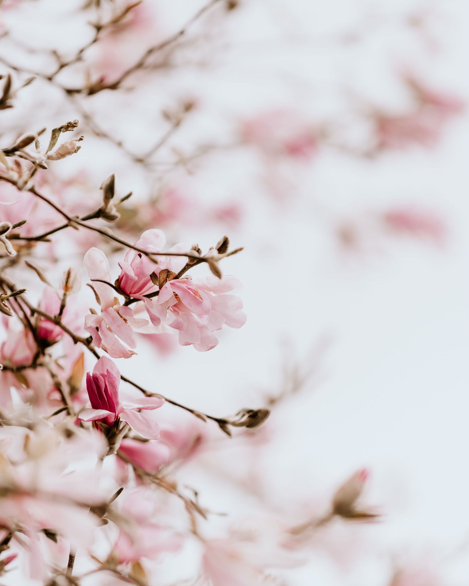 Delicate pink cherry blossoms bloom on branches with soft bokeh effect in spring sunlight.