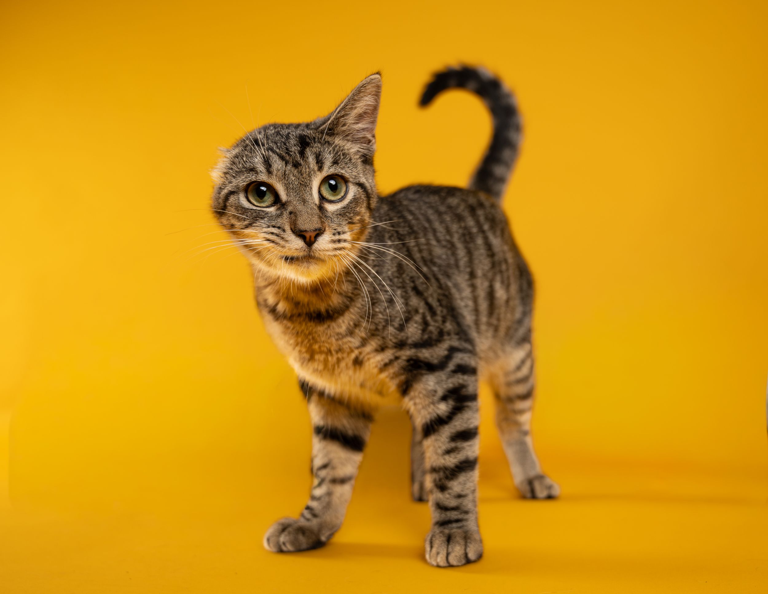 A tiger stripe cat with a missing ear in front of an orange background
