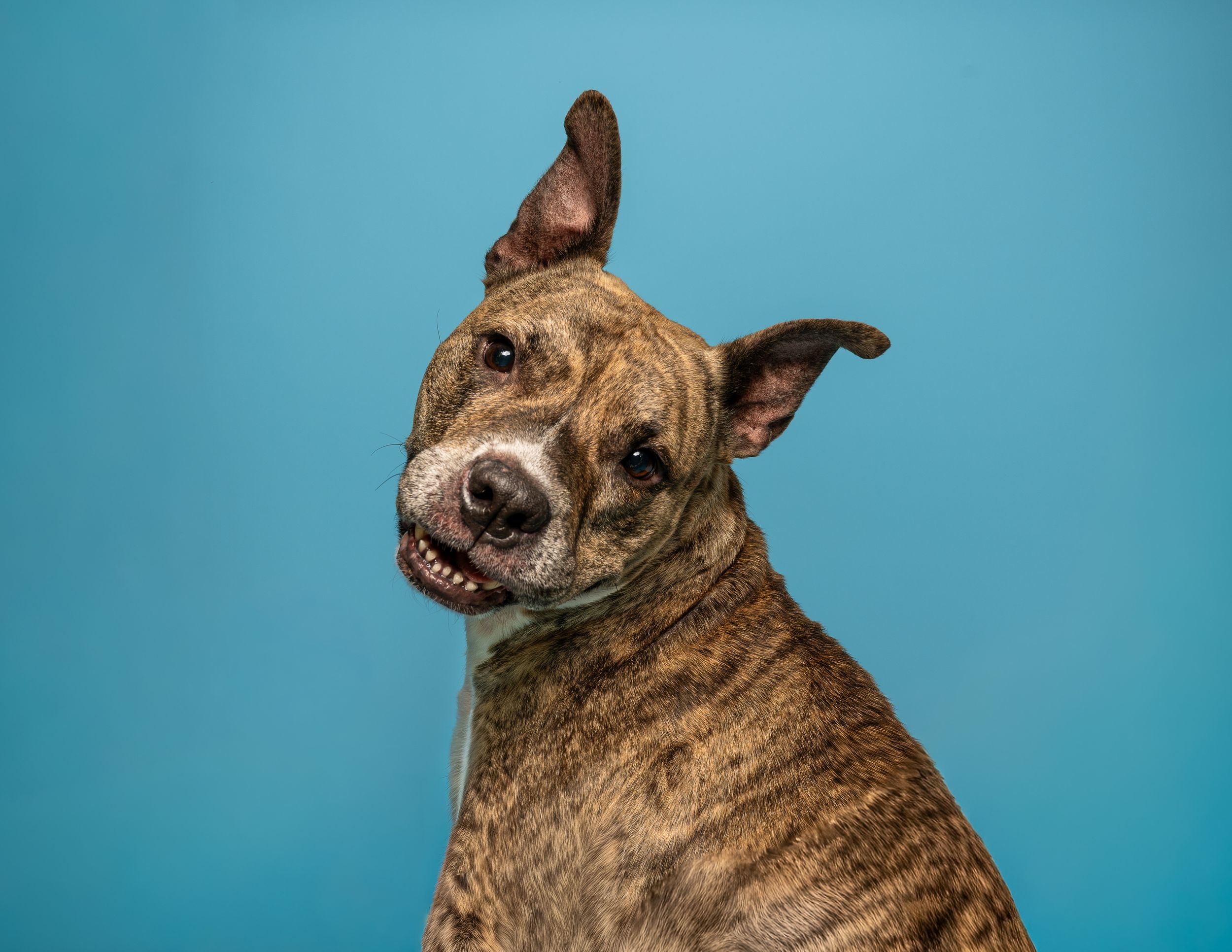 A brindle dog with erect ears is facing the camera in front of a blue background