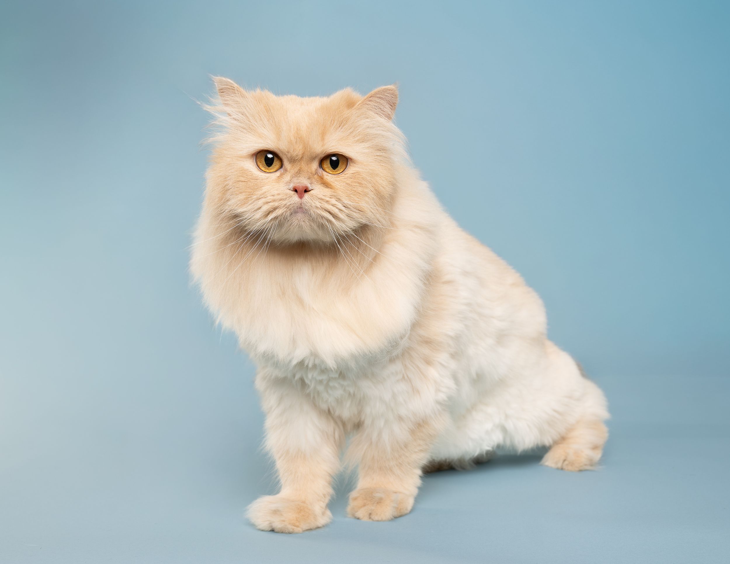 A long-haired white cat is seated in front of a blue background