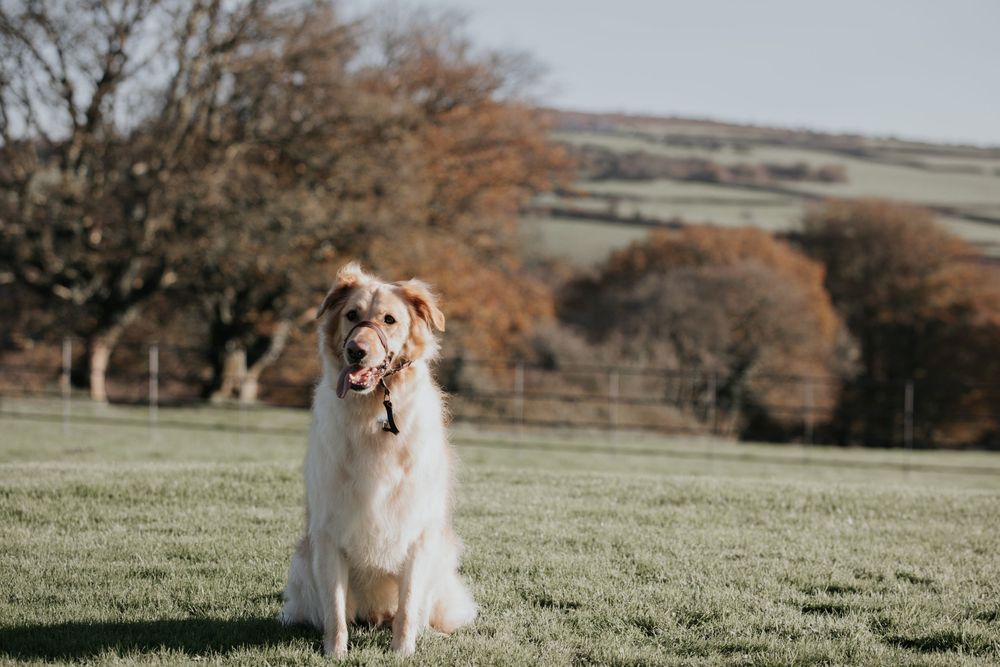 Golden retriever dog sitting on green grass field with autumn trees and rolling hills in background.
