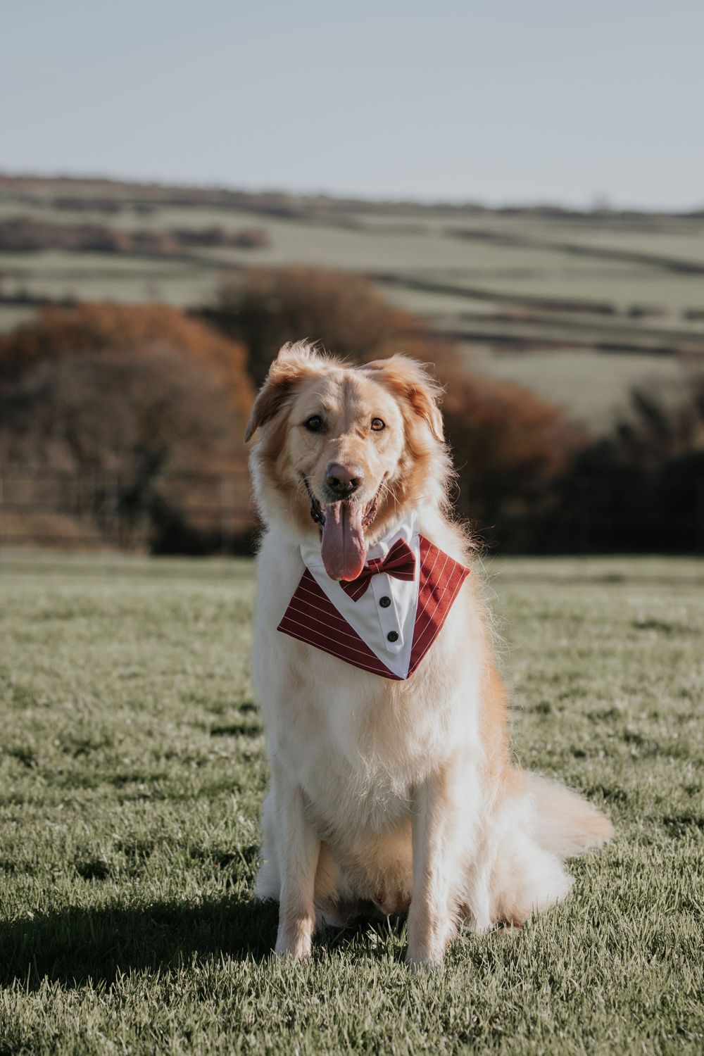 Happy golden retriever dog wearing a red tuxedo bandana sitting on grass at an outdoor wedding venue.