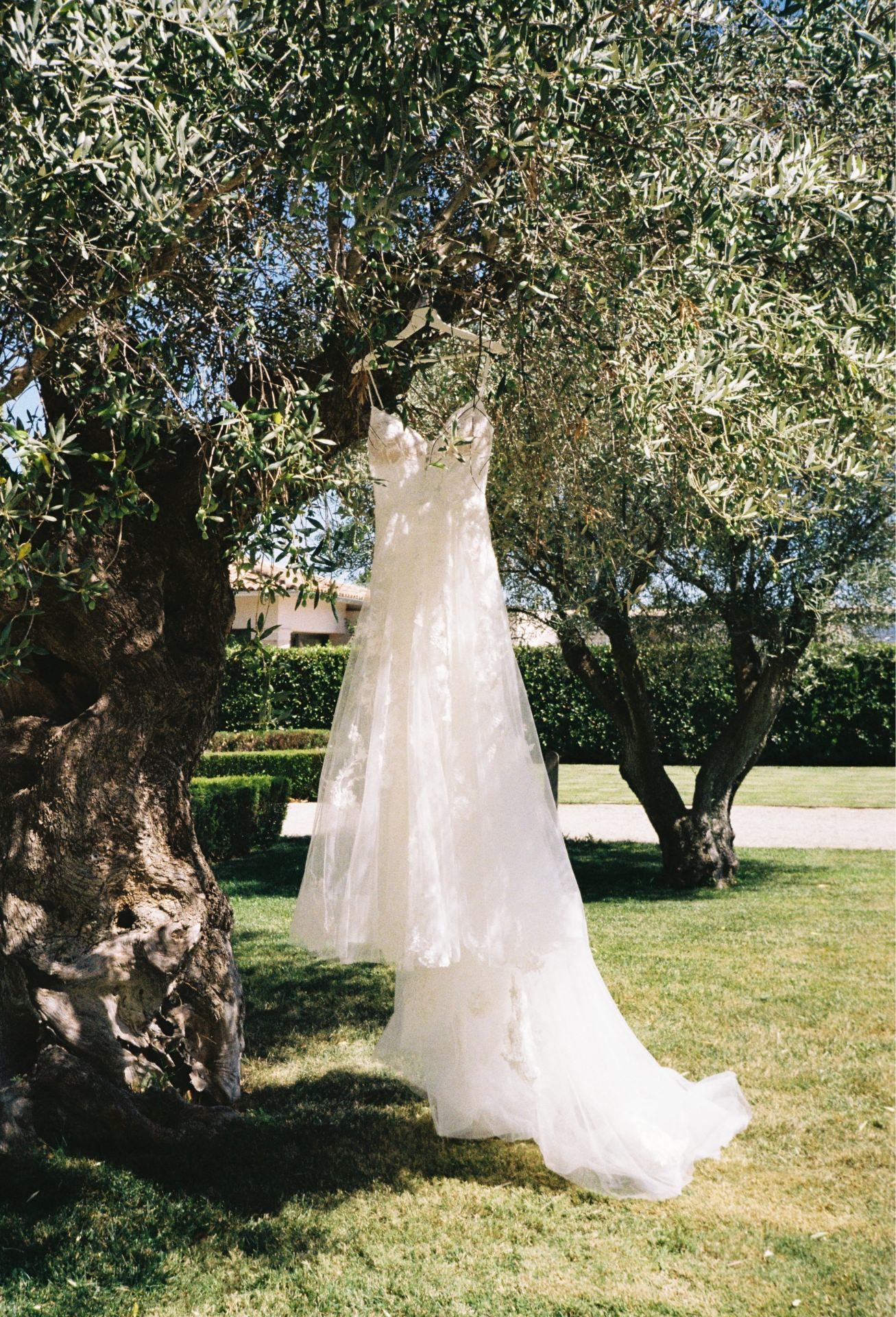 A delicate white wedding dress hangs from an olive tree branch in a sunlit garden setting.