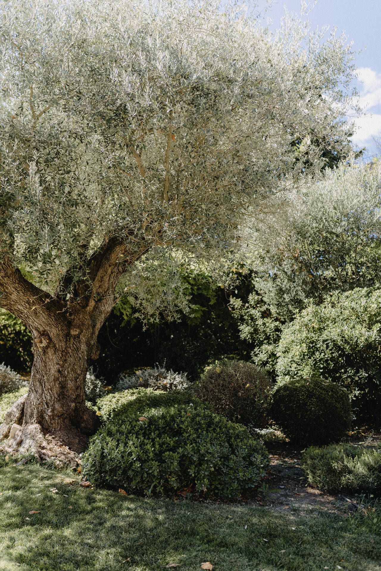 Ancient olive tree with gnarled trunk and silvery foliage spreads its branches in a peaceful garden setting.