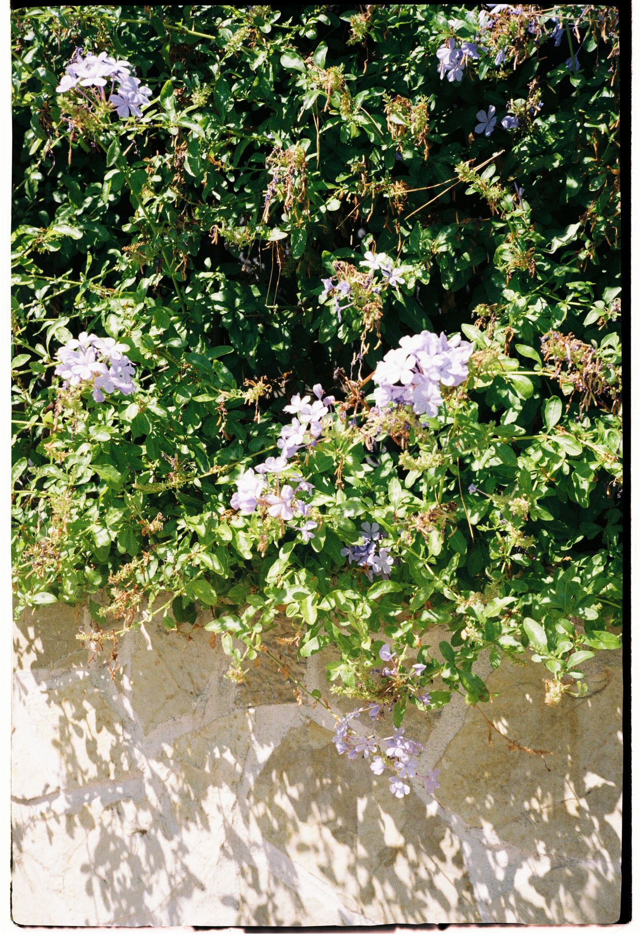 Purple flowers cascade over a weathered beige wall creating a natural garden border in dappled sunlight.