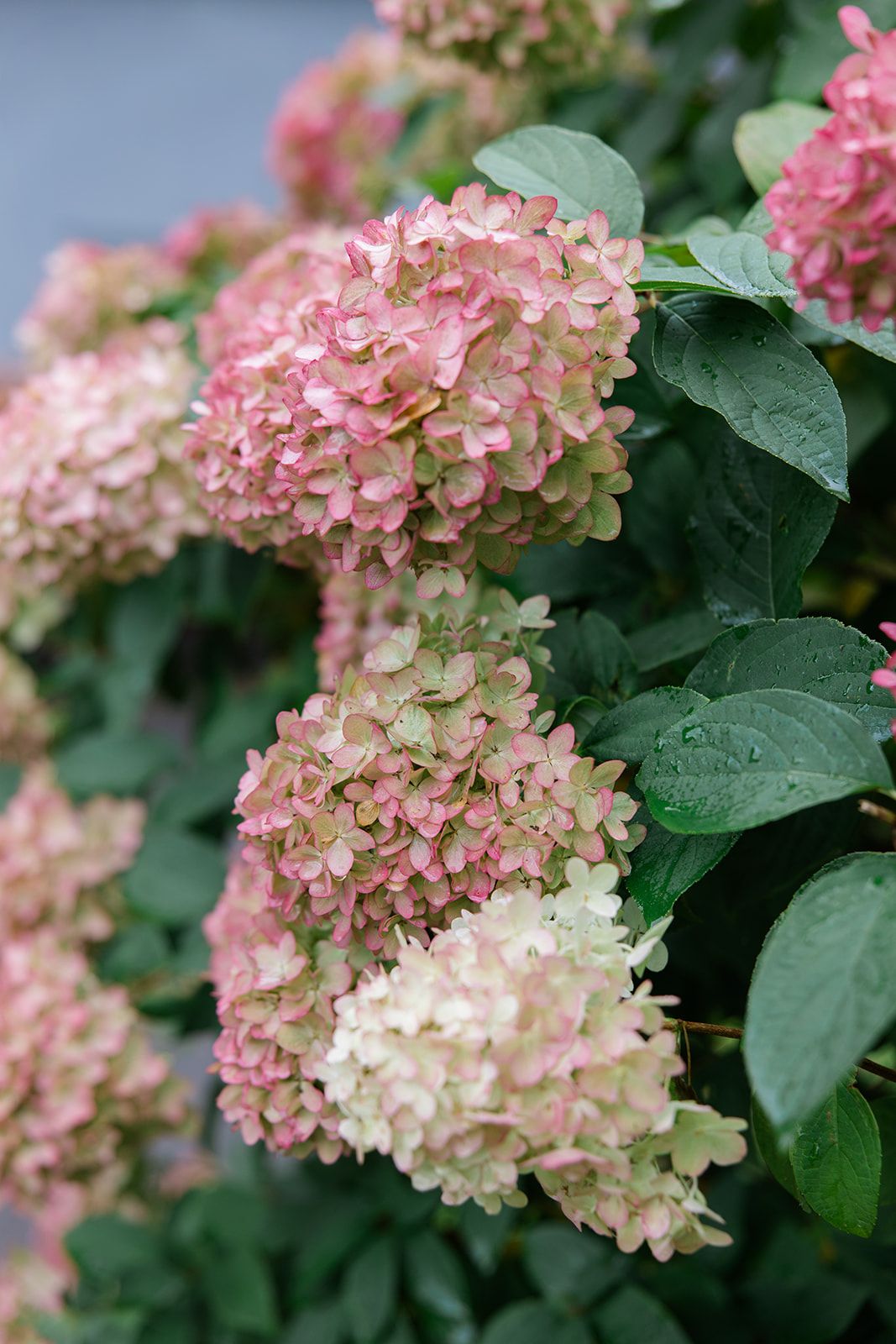 Pink hydrangea blooms with cream undertones grow among dark green leaves with water droplets on a rainy day.