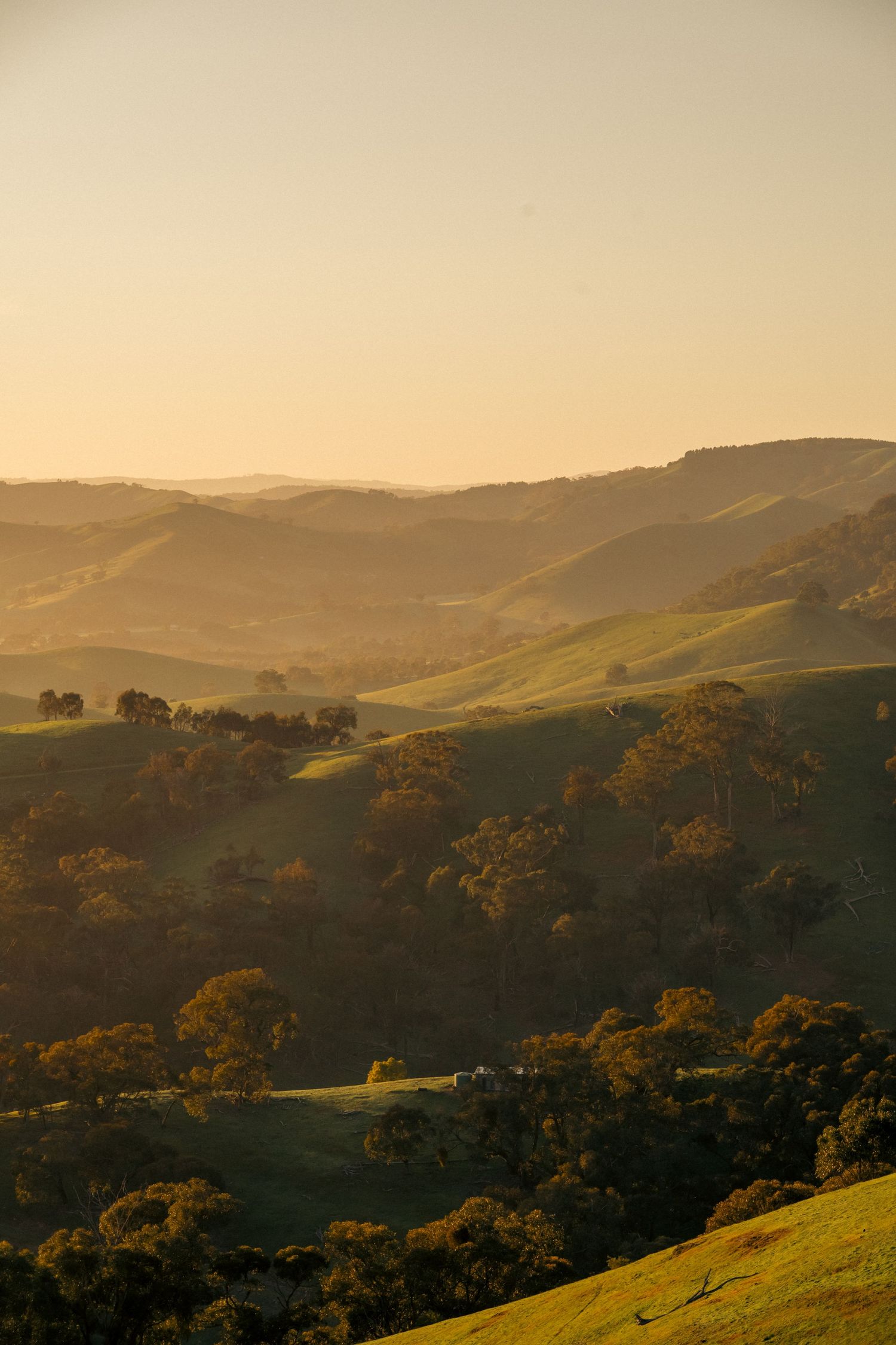 Rolling green hills and valleys with scattered eucalyptus trees in warm morning light, misty atmospheric landscape of Australian countryside