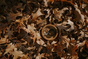 Wedding rings photographed artistically among fallen autumn leaves.